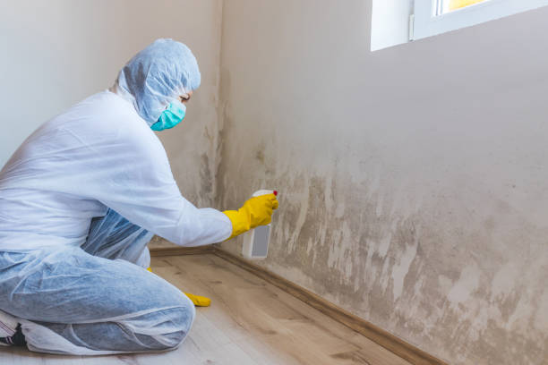 Licensed Mold Remediation service in Suitland, MD - WQB Mold Removal